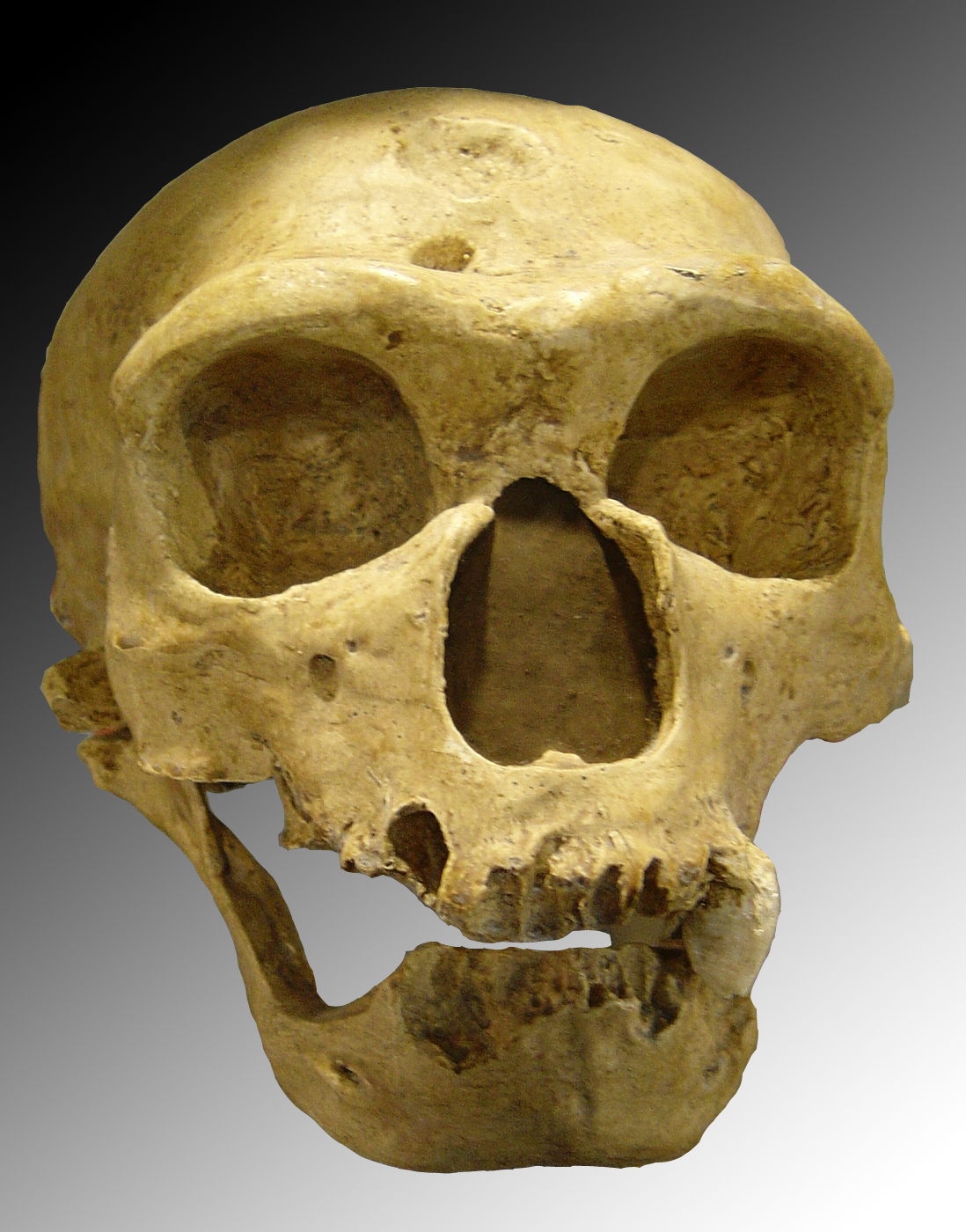neandertaler