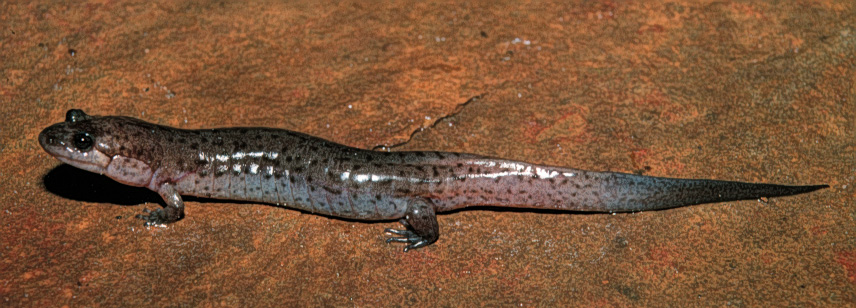 lungenlose salamander