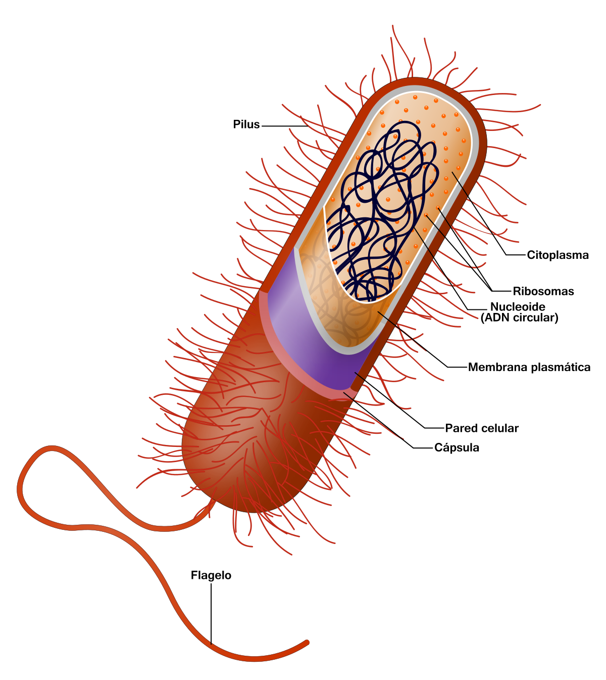 célula procariota