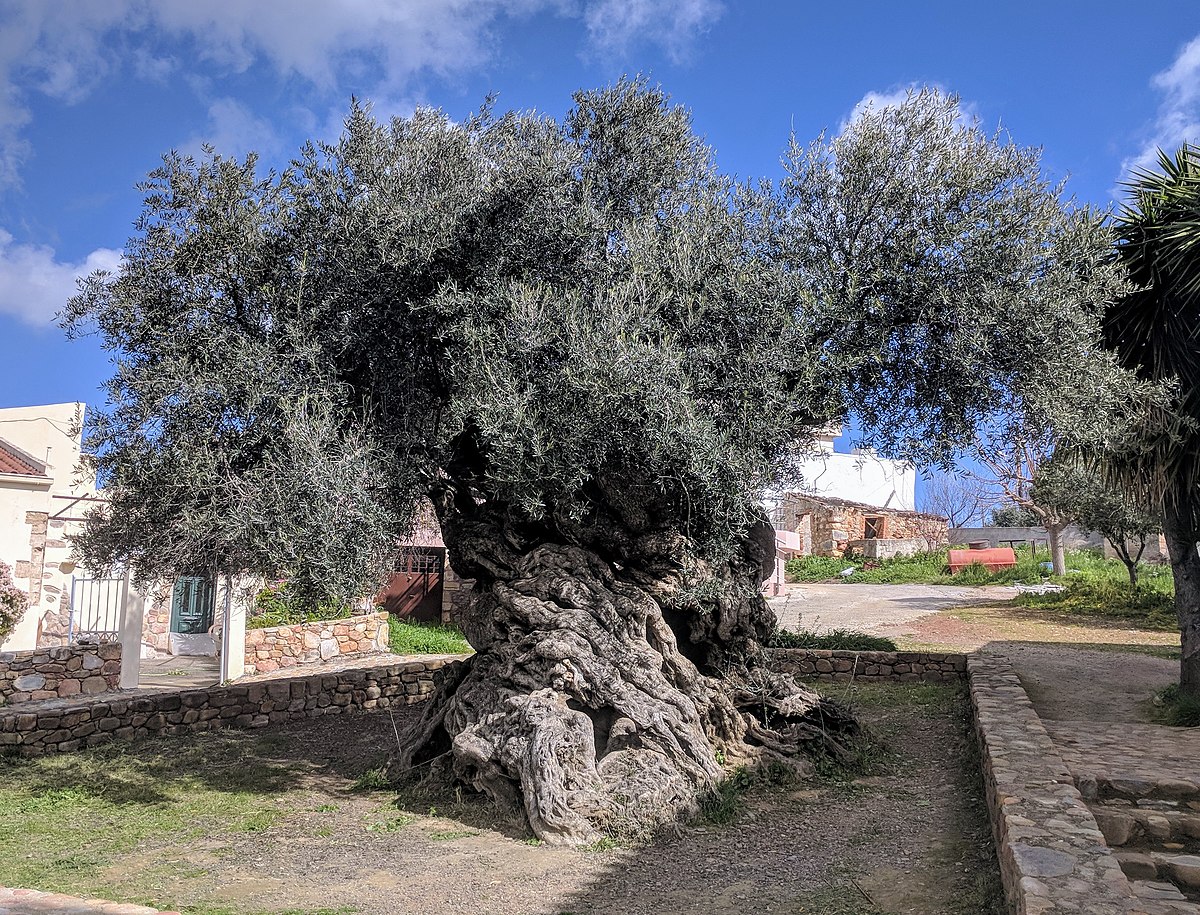 olivier de voúves