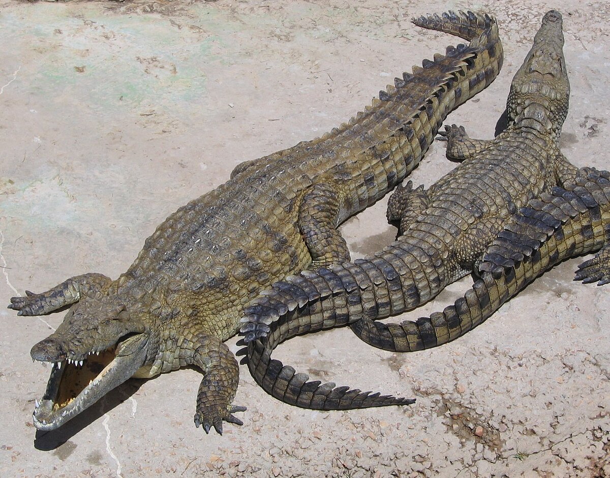 krokodilok