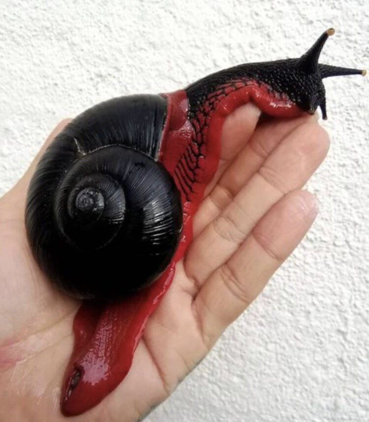 gastropod shell