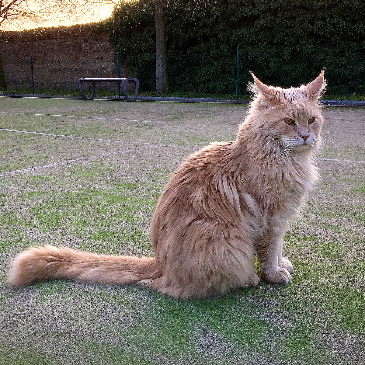 maine coon