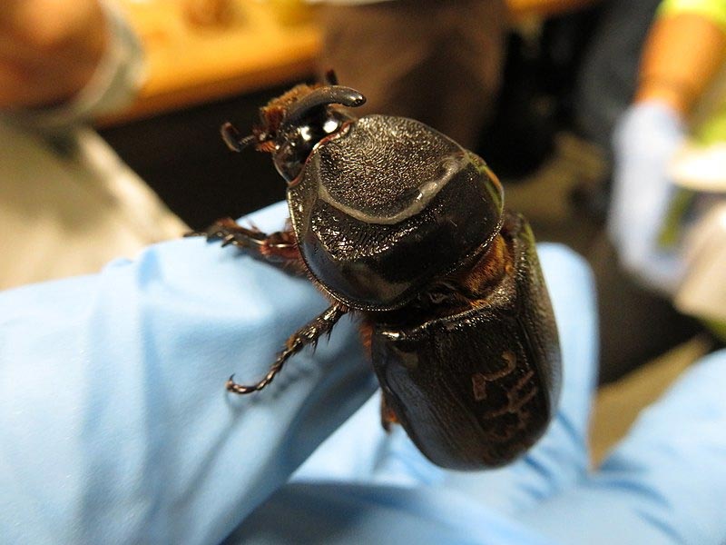 diabolical ironclad beetles