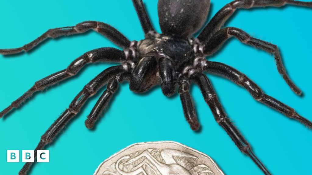 australian funnel web spider