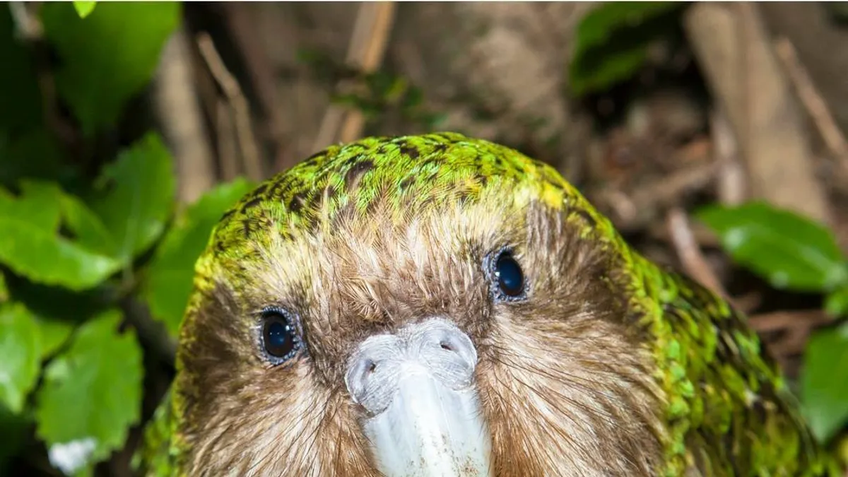 kakapó