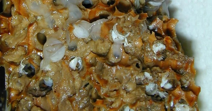 молюски