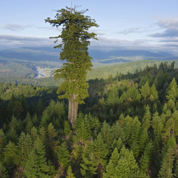 hyperion (sequoia)
