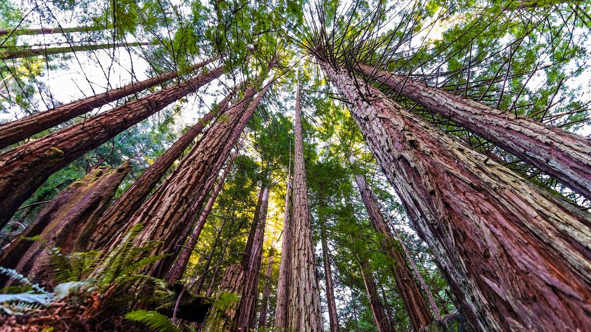 hyperion (sequoia)