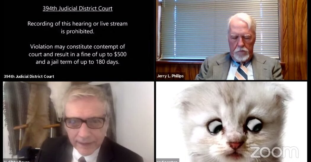cat lawyer video