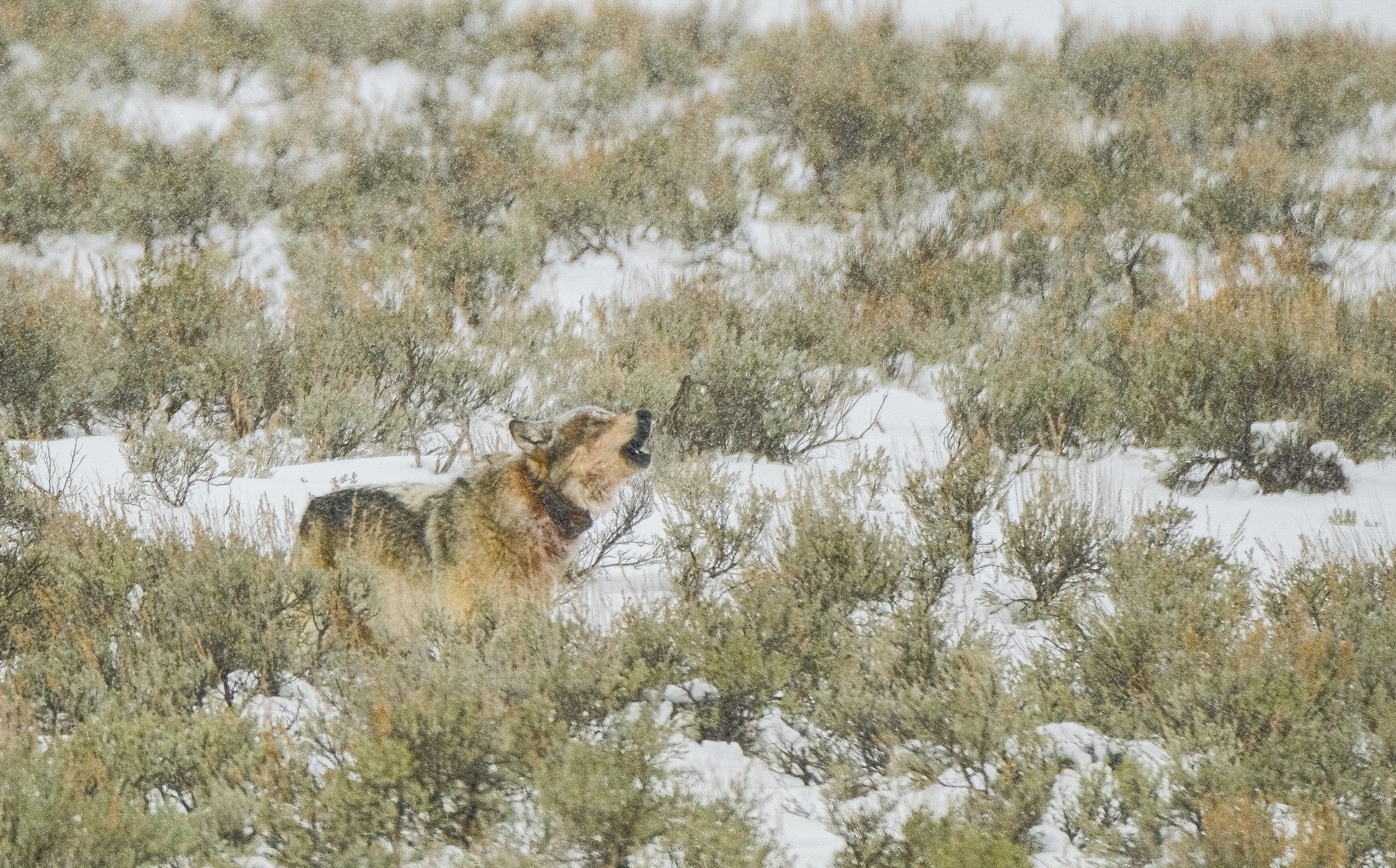 history of wolves in yellowstone