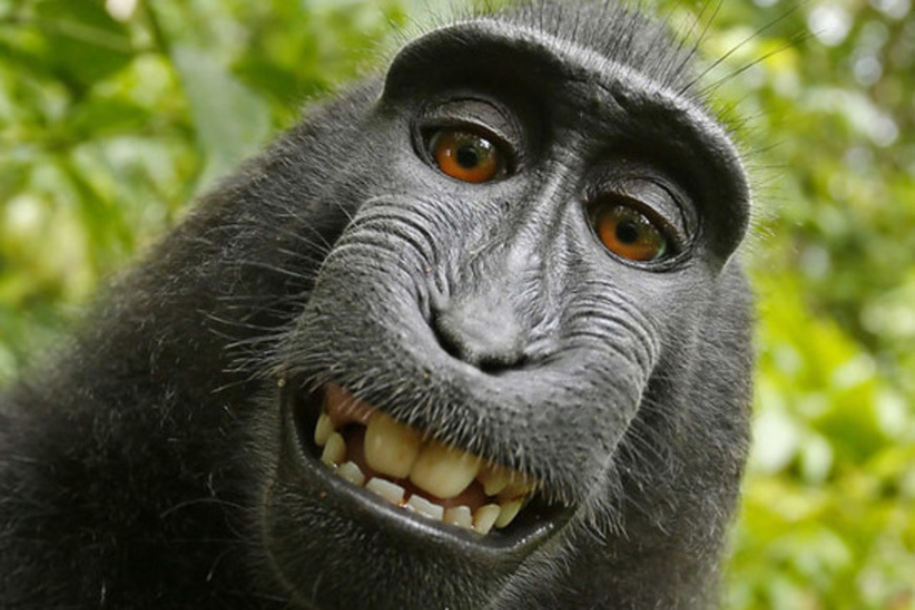 selfies de singe