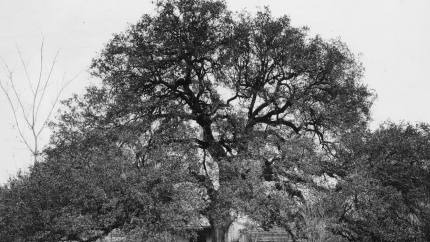 treaty oak (austin, texas)