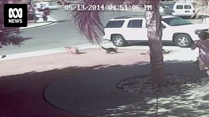 cat saves boy from dog