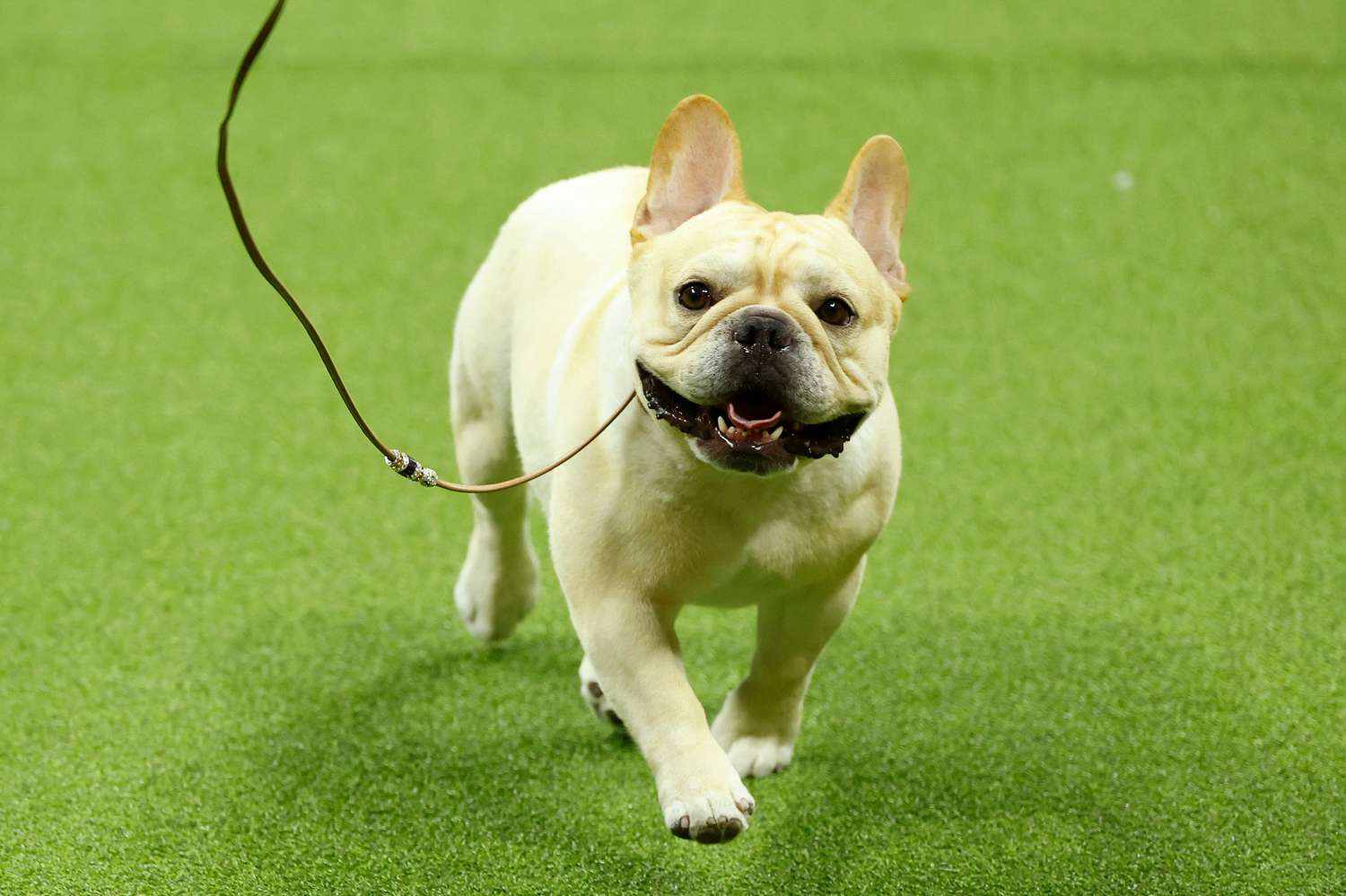 list of best in show winners of the westminster kennel club dog show