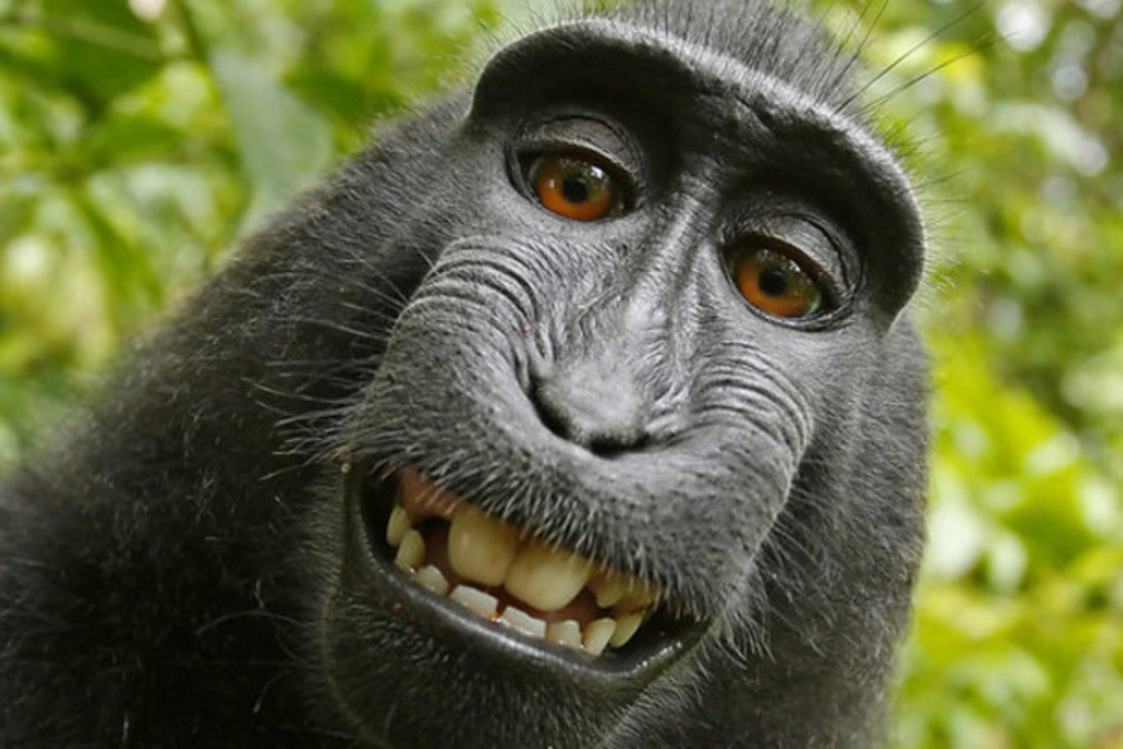 selfies de singe