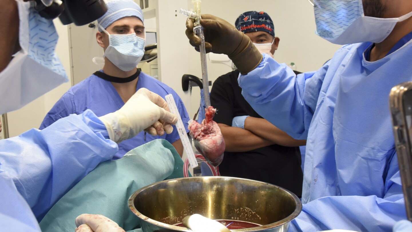 pig heart transplants