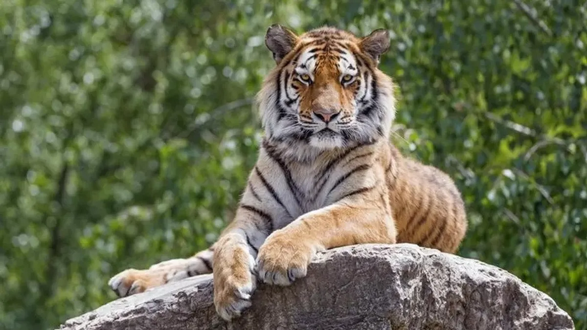 tigris (állat)