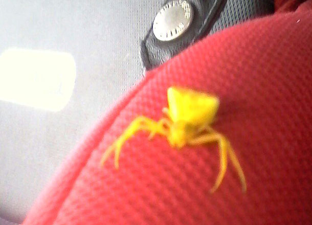 павук жовтий
