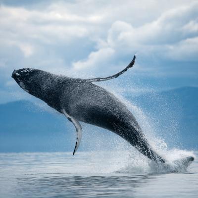 a baleia