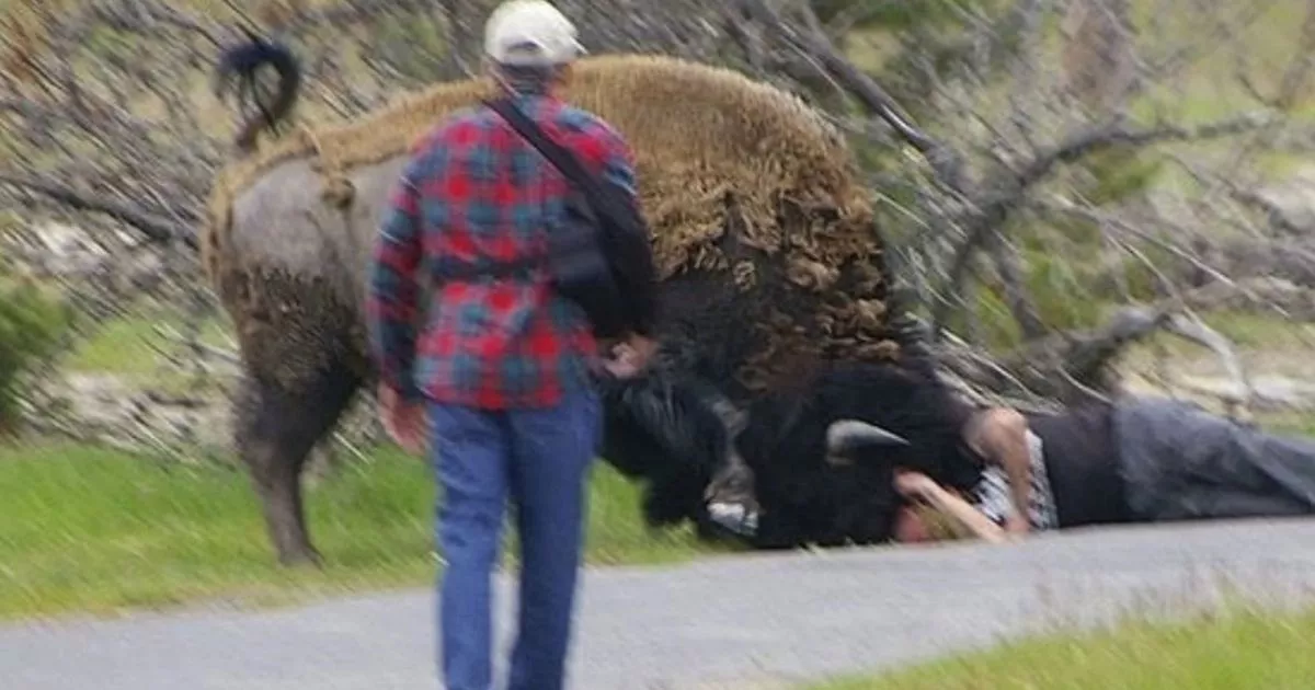 yellowstone national park bison attack