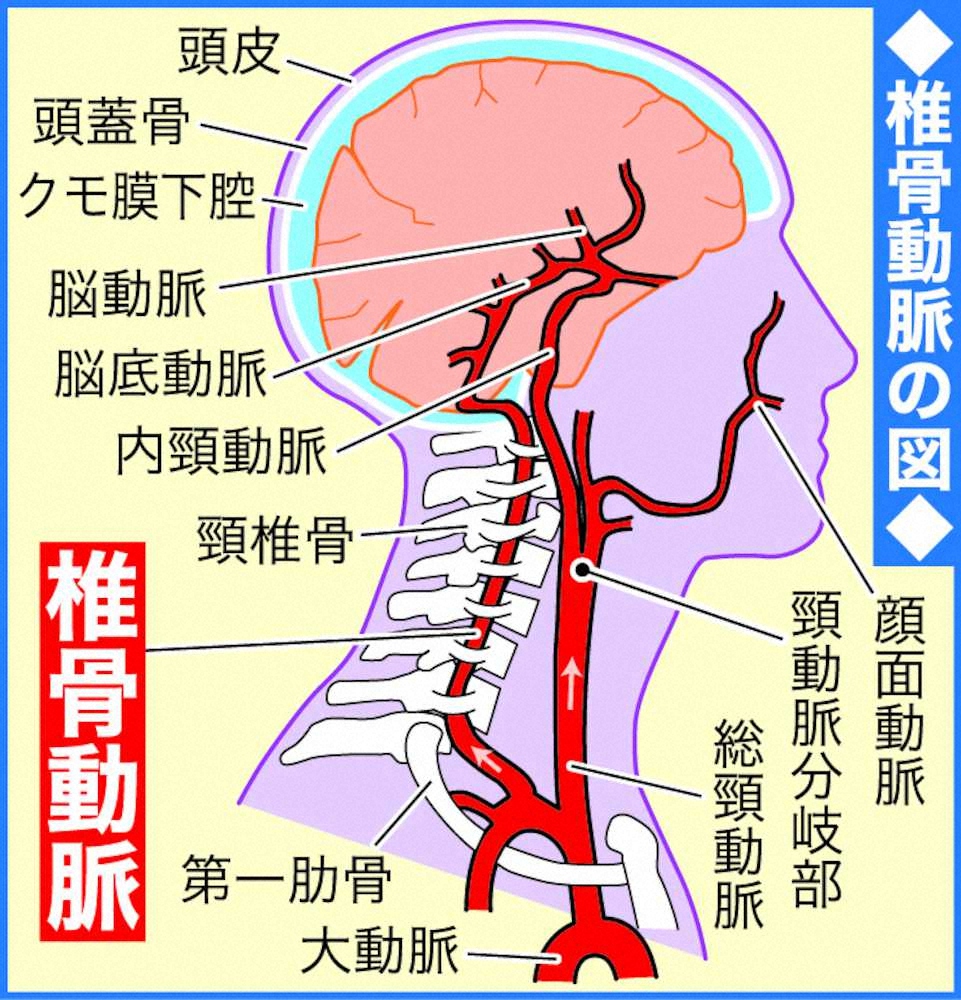 椎骨動脈