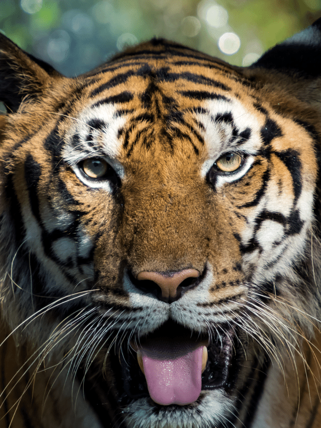 champawat tiger