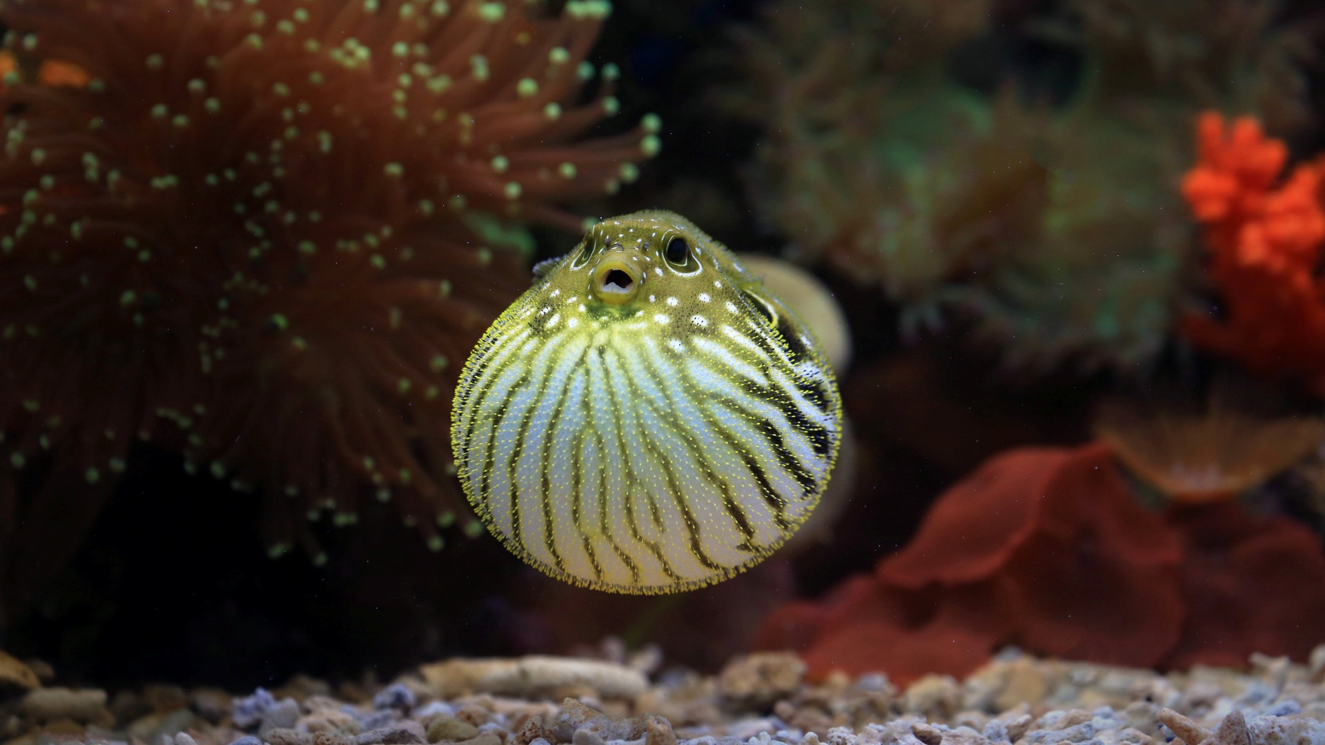 pez globo