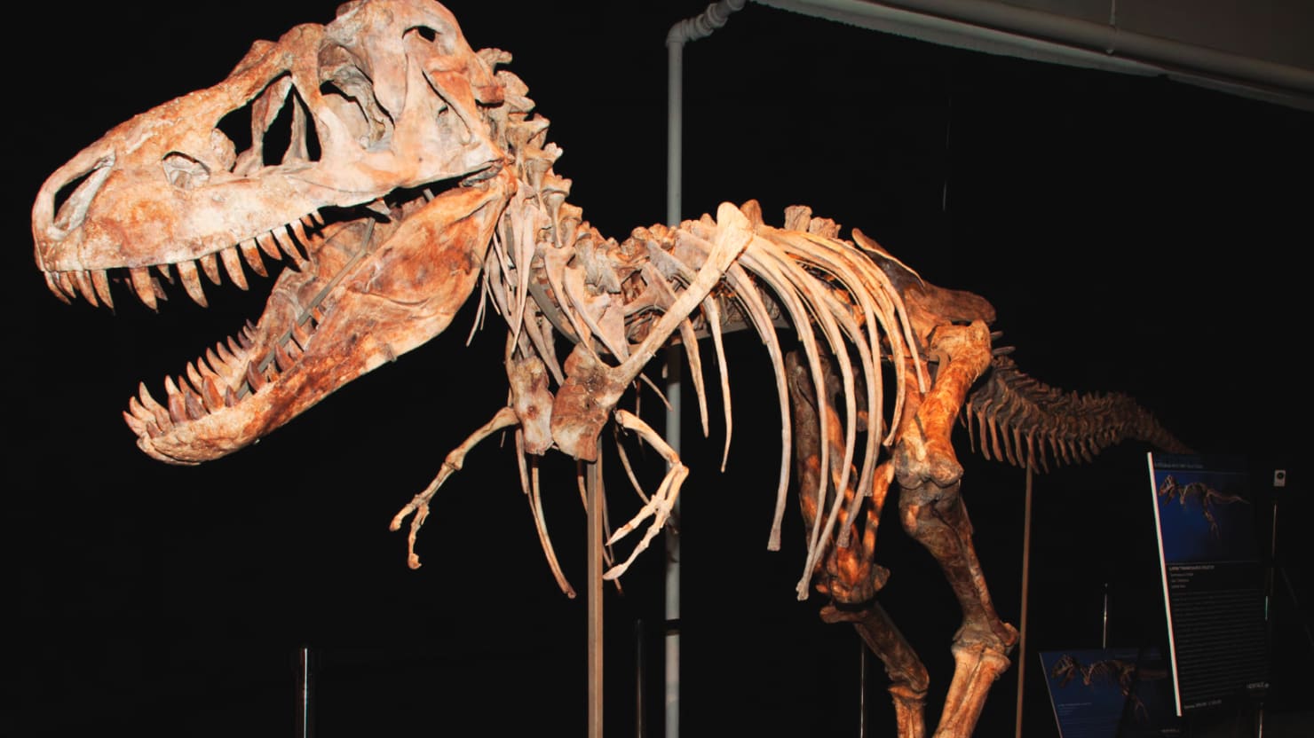 united states v. one tyrannosaurus bataar skeleton