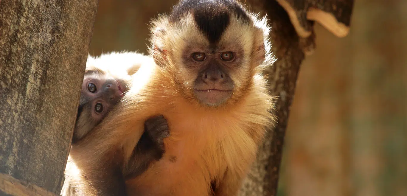 macaco capuchinho