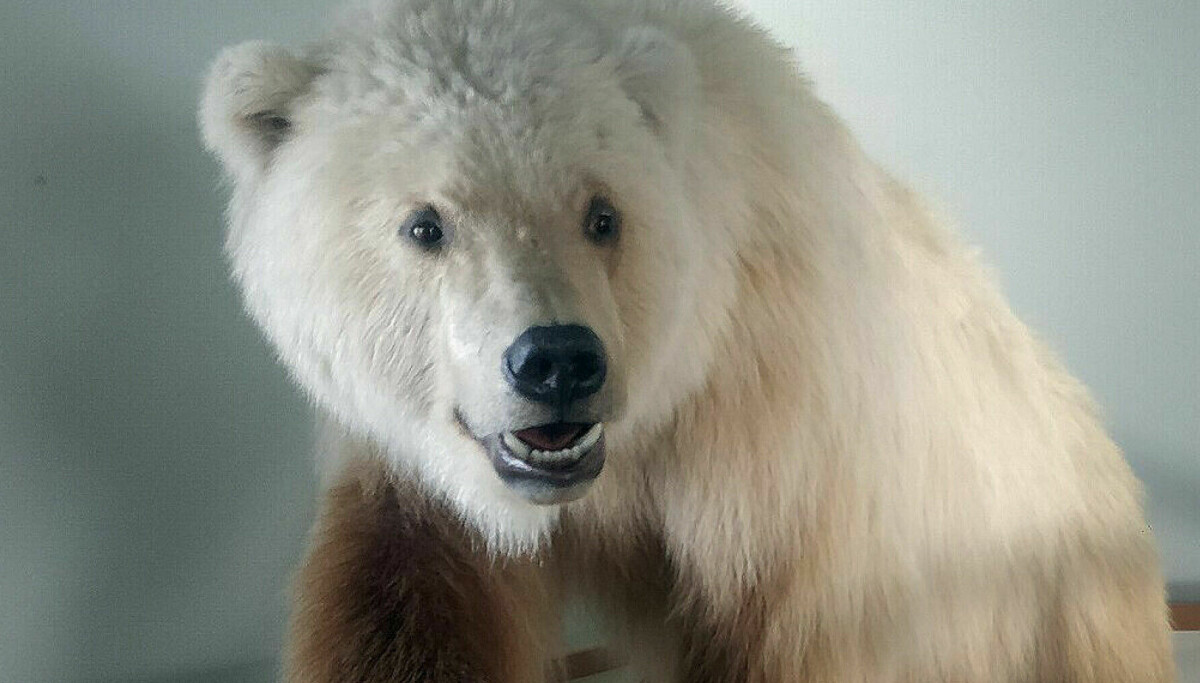 grizzly–polar bear hybrid