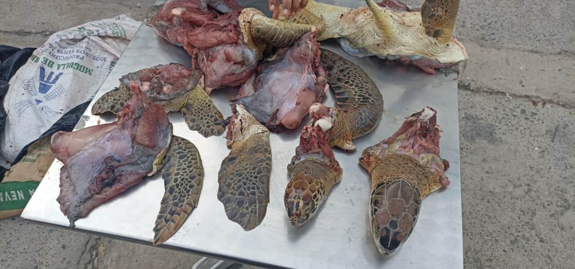 carne de tortuga marina