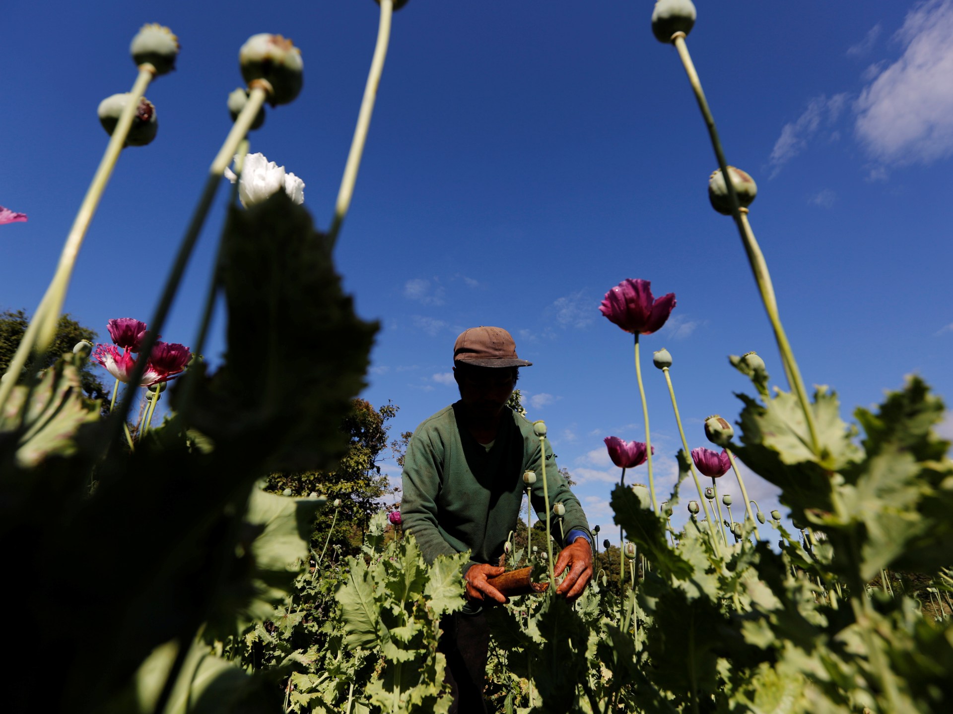 opium production in afghanistan