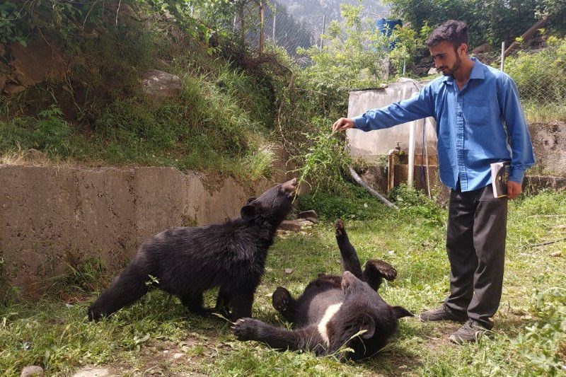 urso negro asiático