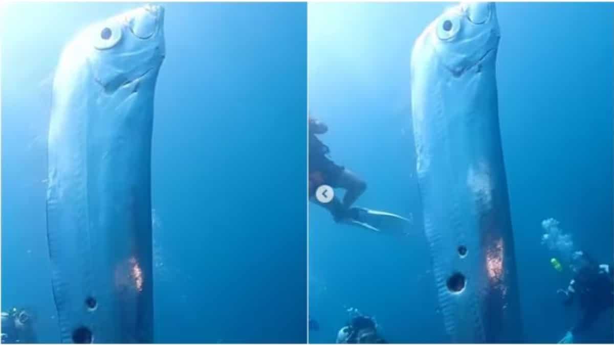 giant oarfish