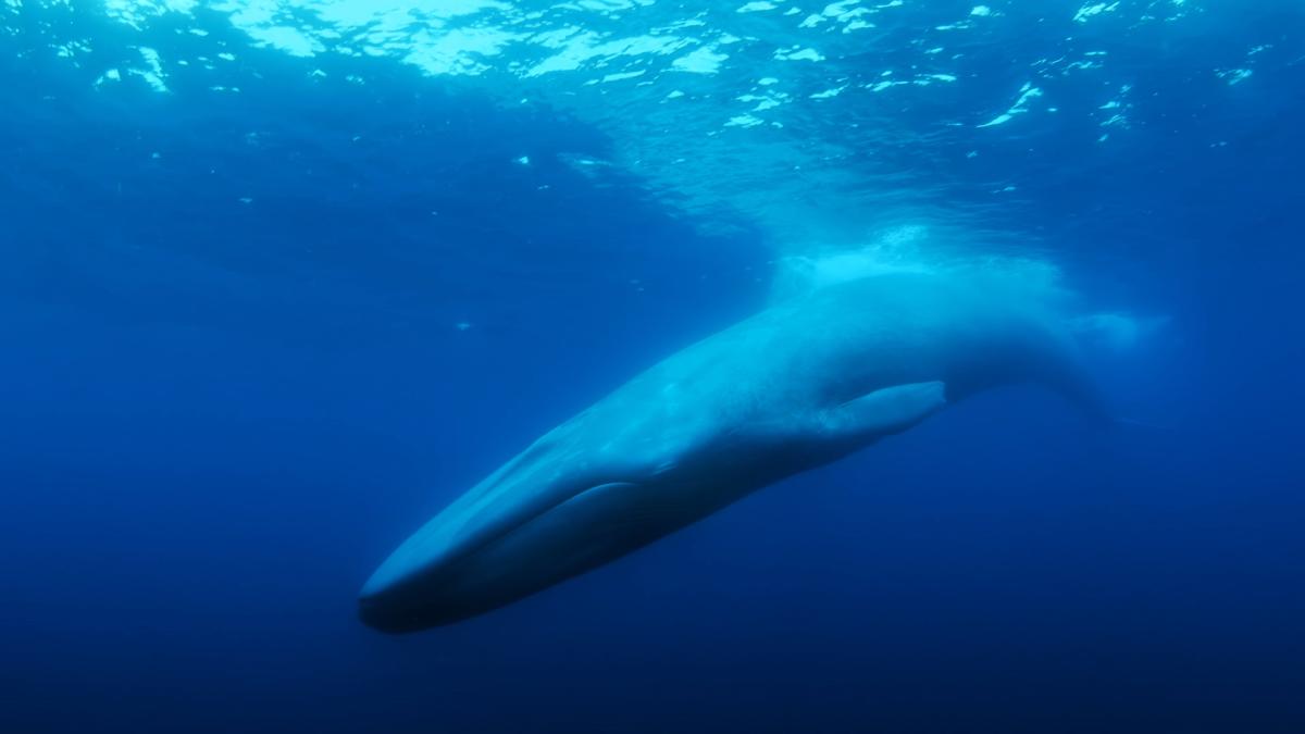 52 hertz whale