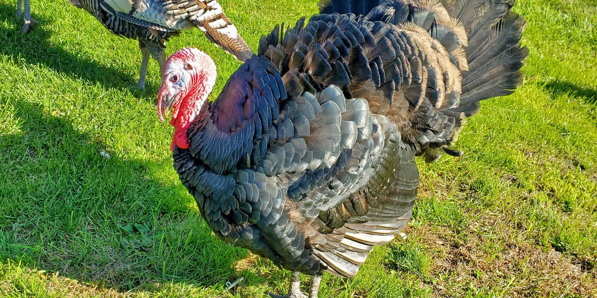 turkey (bird)