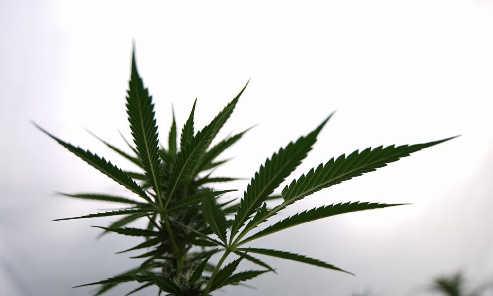 marijuana policy project