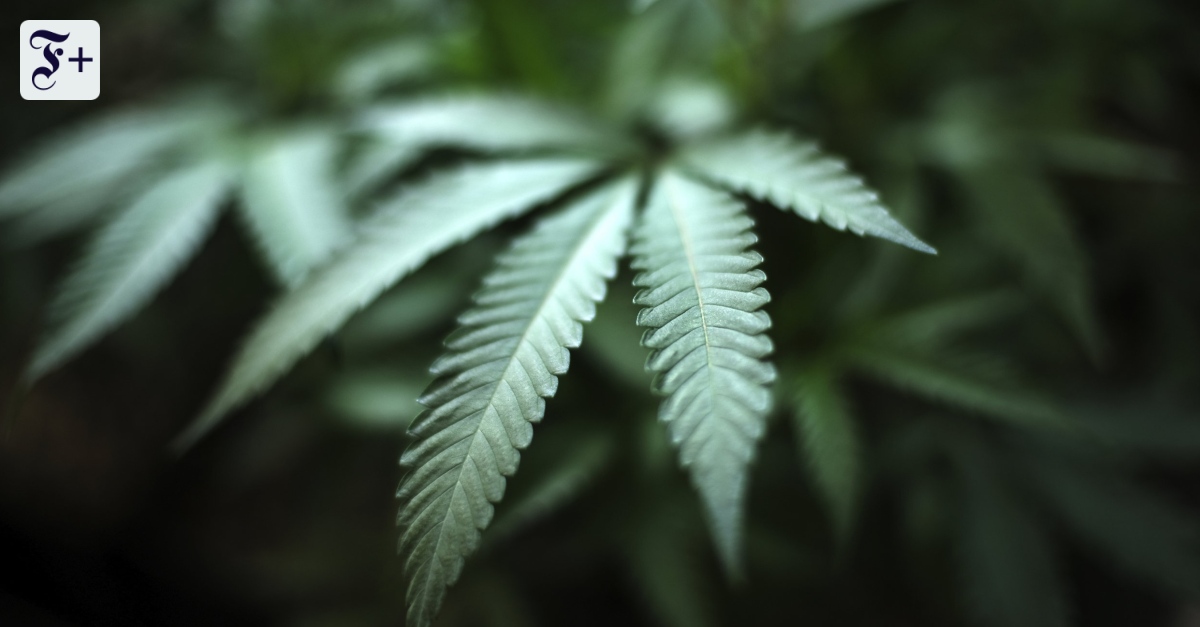 cannabis legalisierung