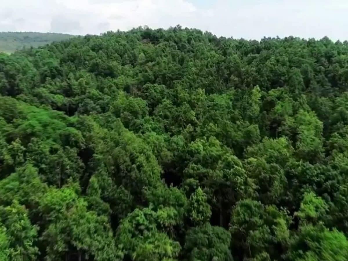 भारत के राज्यों में वनों का आवरण