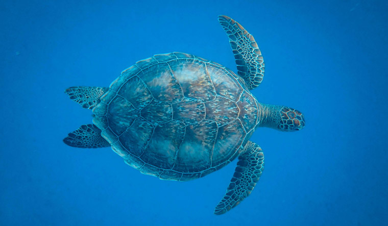 zanzibar sea turtles