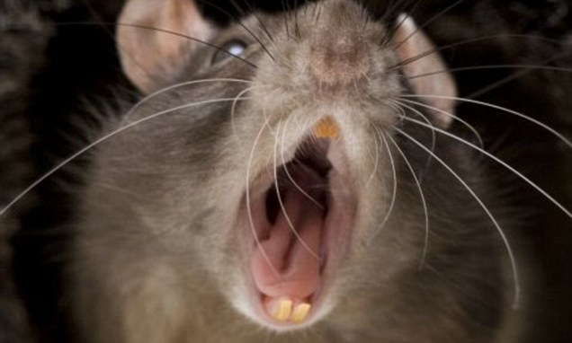 tenerife giant rat