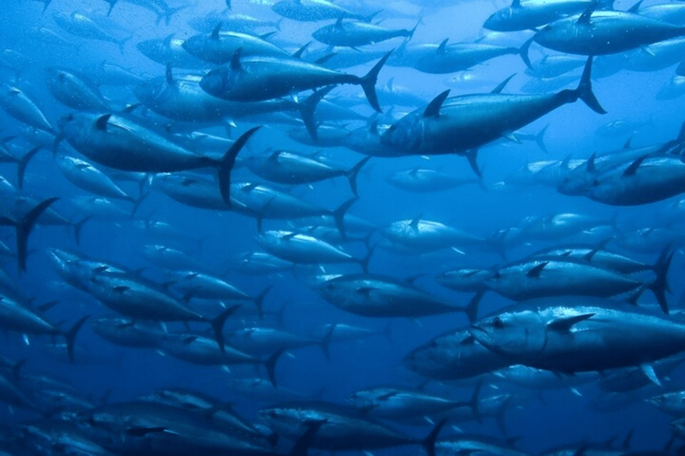 atlantic bluefin tuna