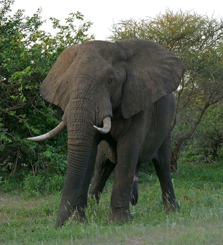 afrikai elefánt