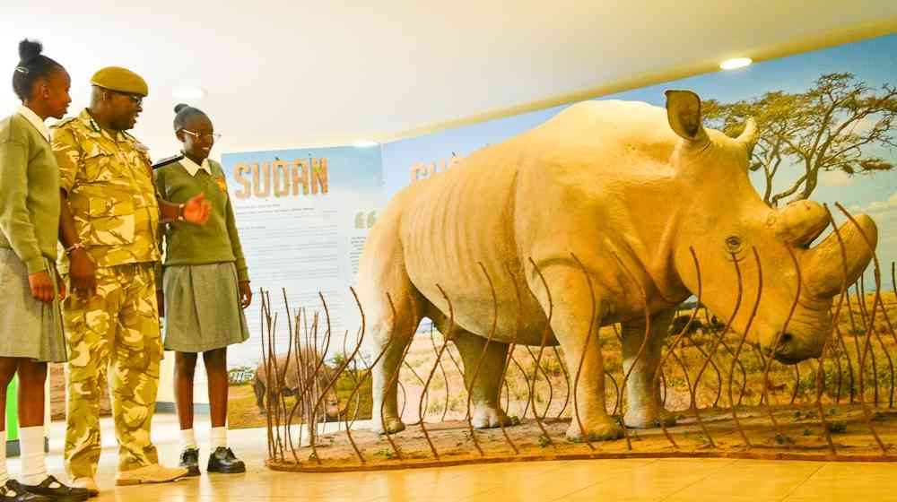 sudan, the last male northern white rhino