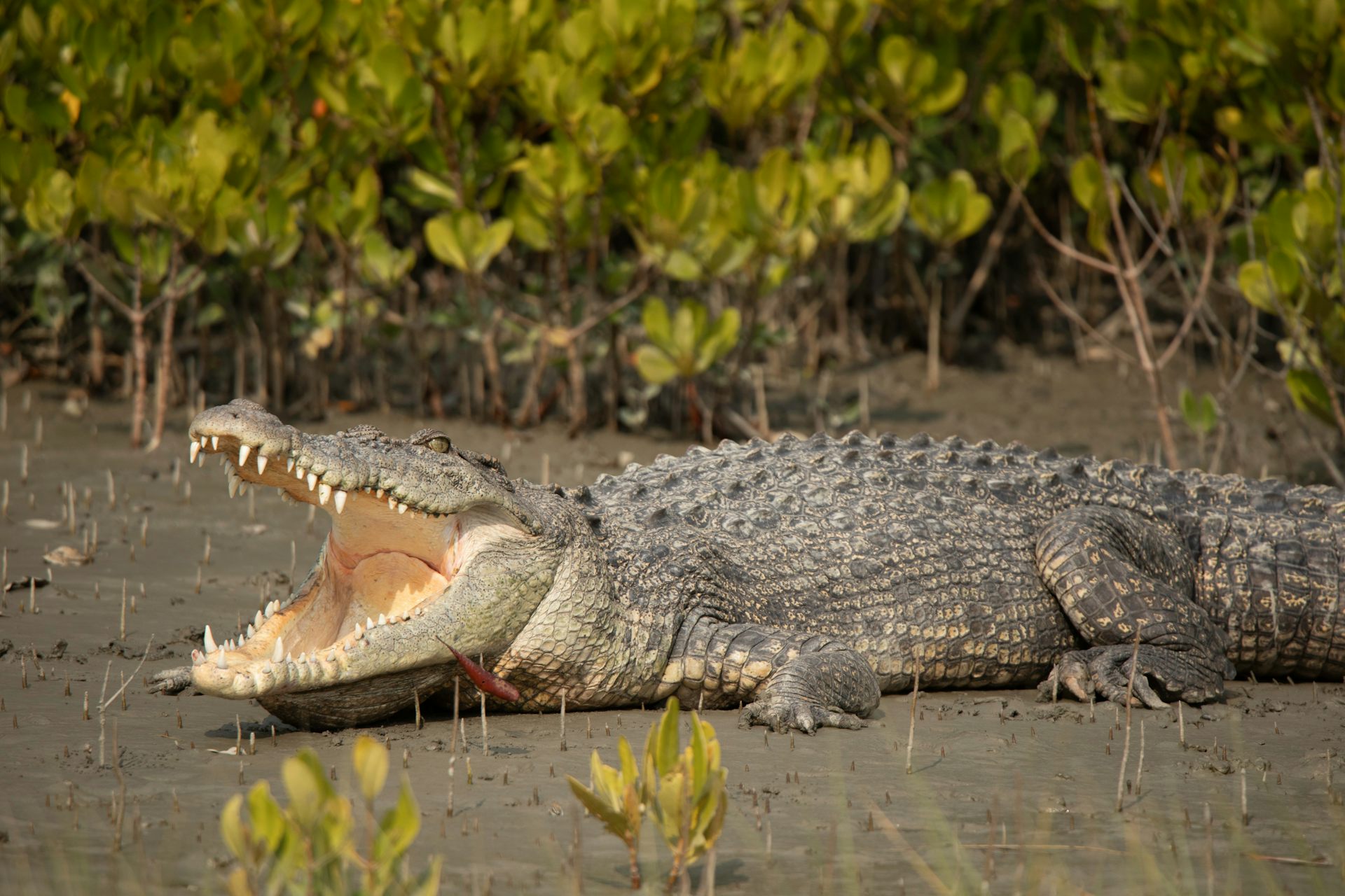 crocodylus porosus