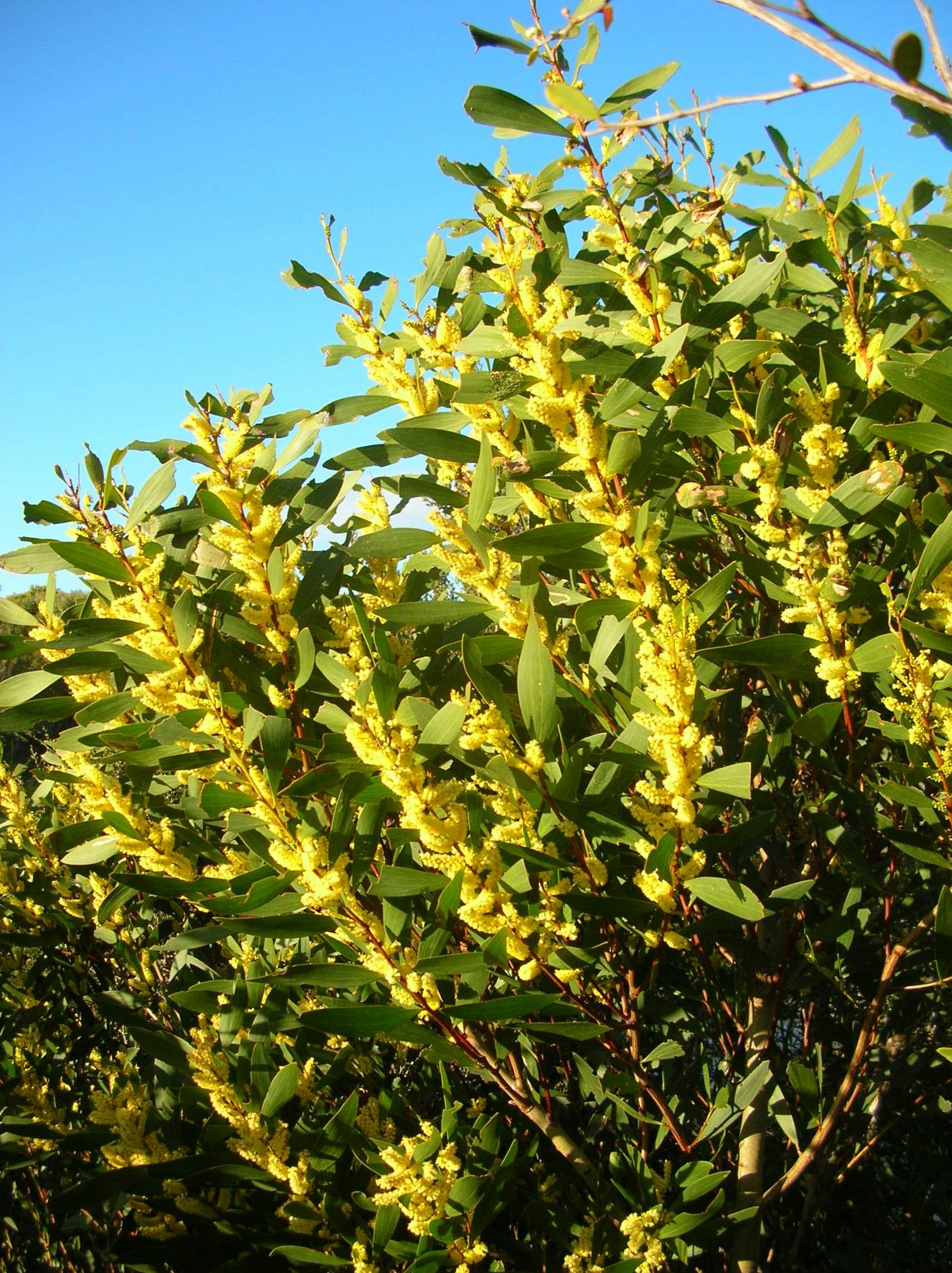 acacia pycnantha