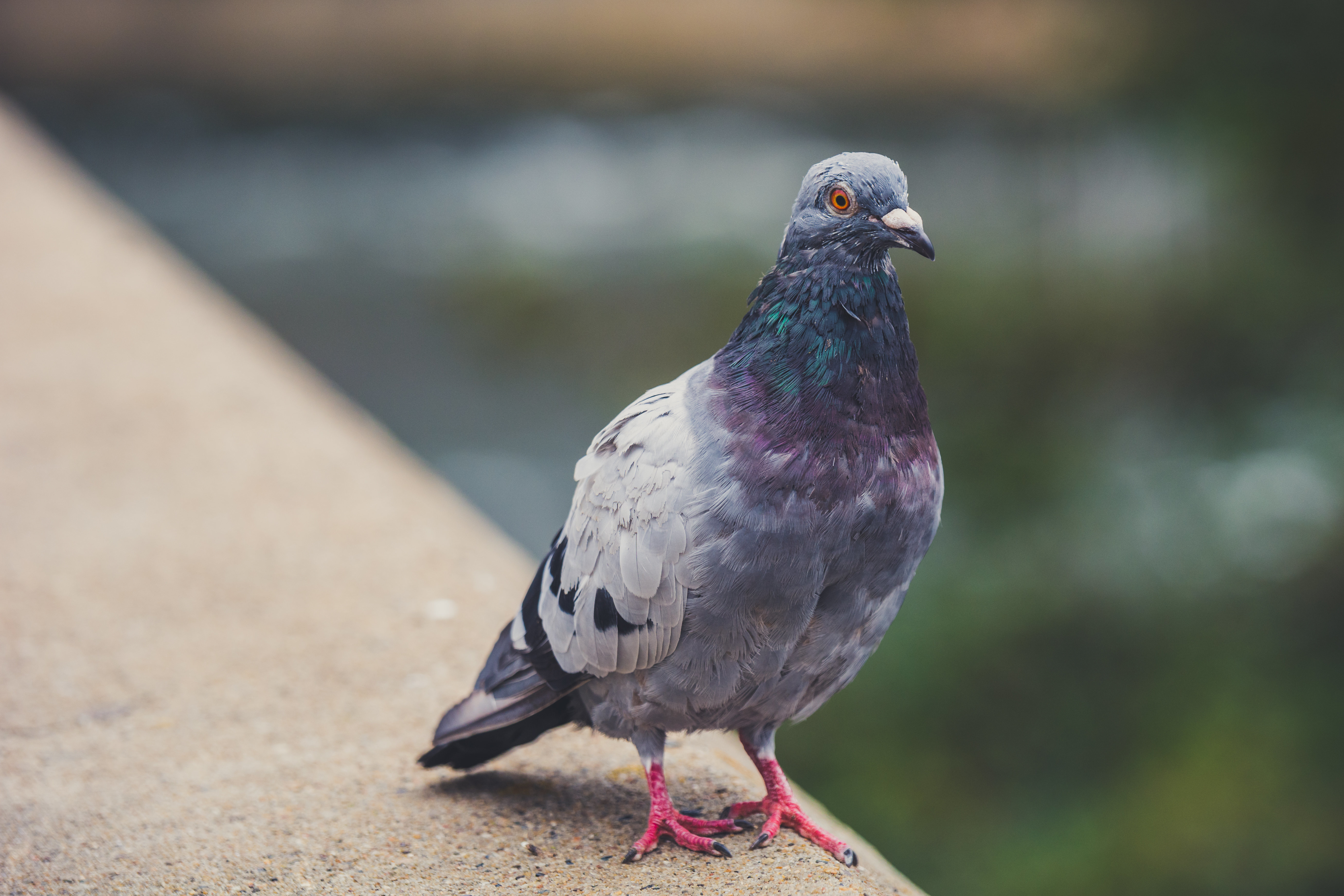 pigeon intelligence