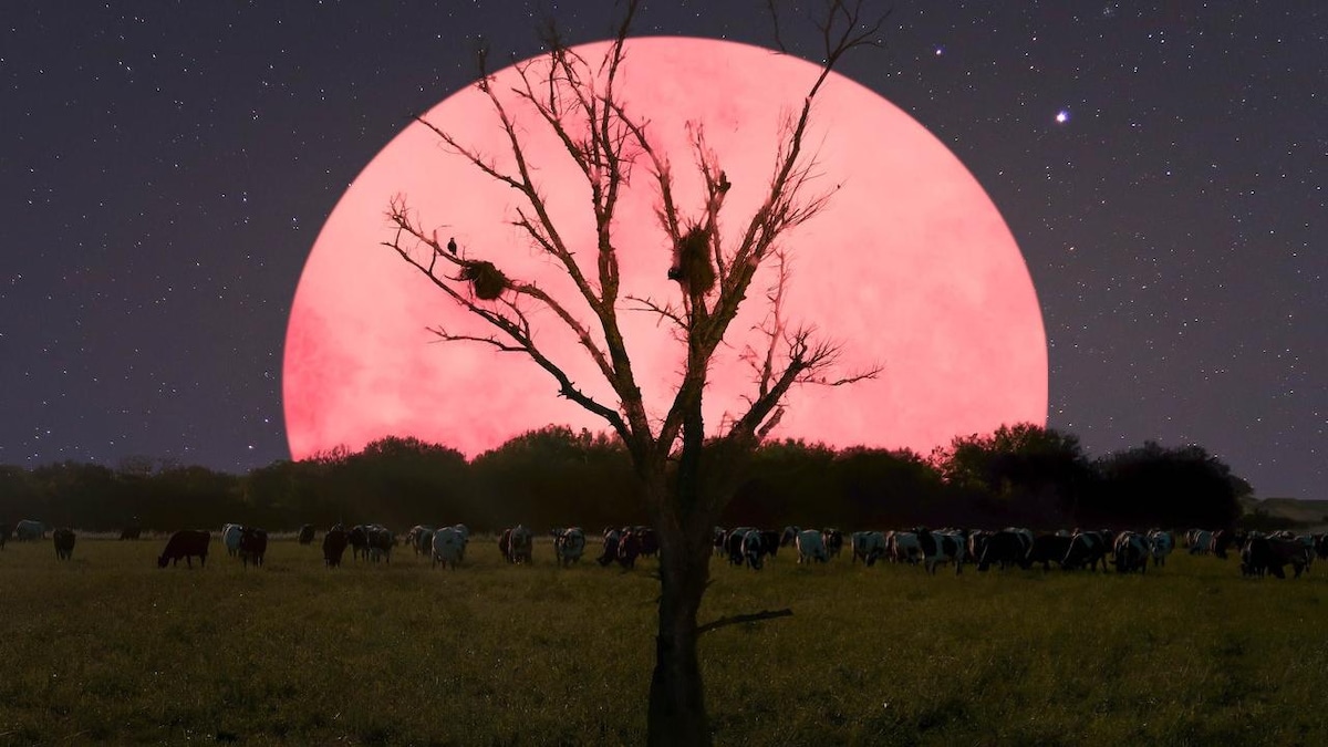 pink moon 2020