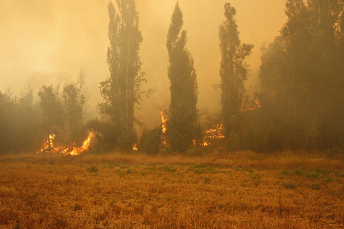 incendios forestales en región del biobío